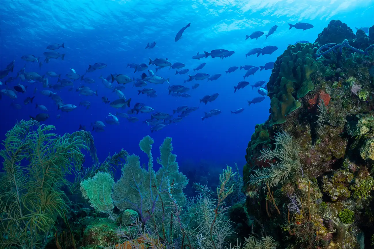 Coral Reef in Little Cayman